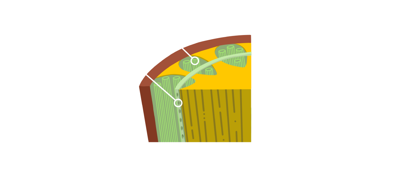 Información células